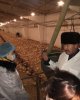 Экскурсия в ТОО «Петропавловская бройлерная фабрика»