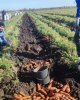 Студенттер дуалды білім алуда